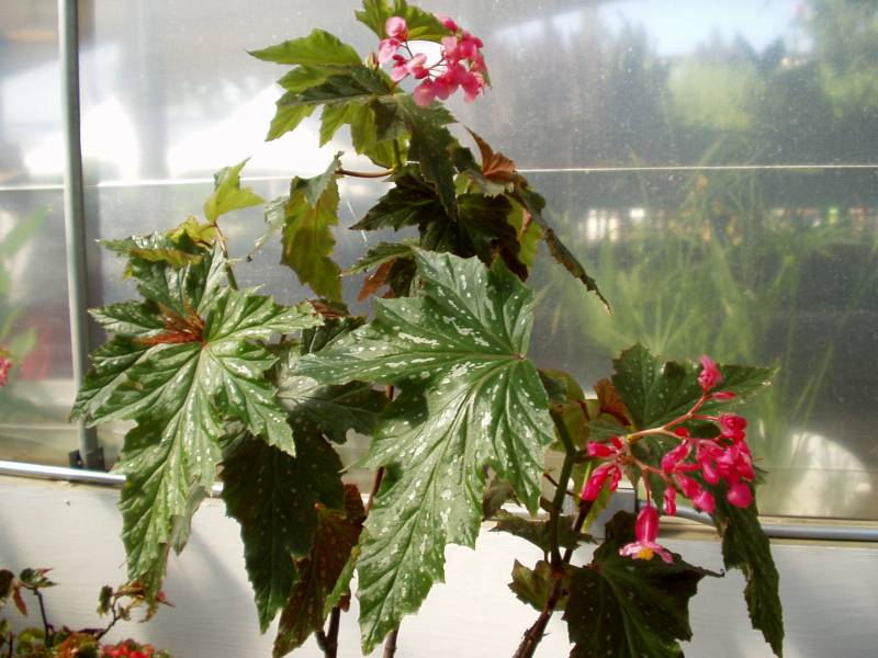 B. ‘Raspberry Rascal’